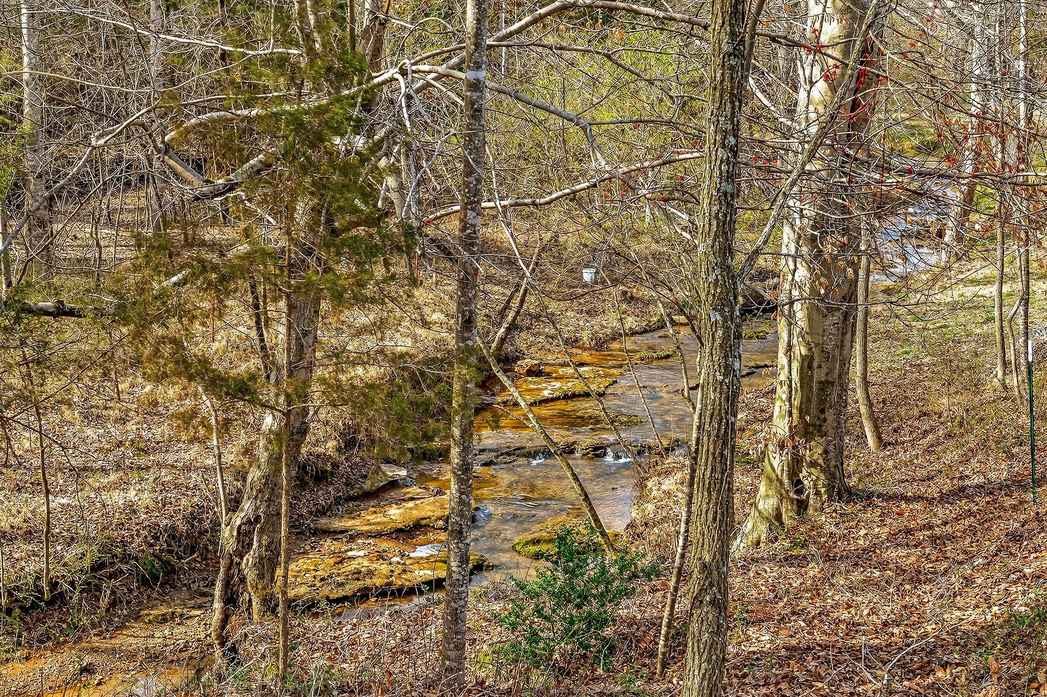 1603 Coon Hunt Road Baxter, TN 38544 - Photo 43 of 51 a picture of a tree