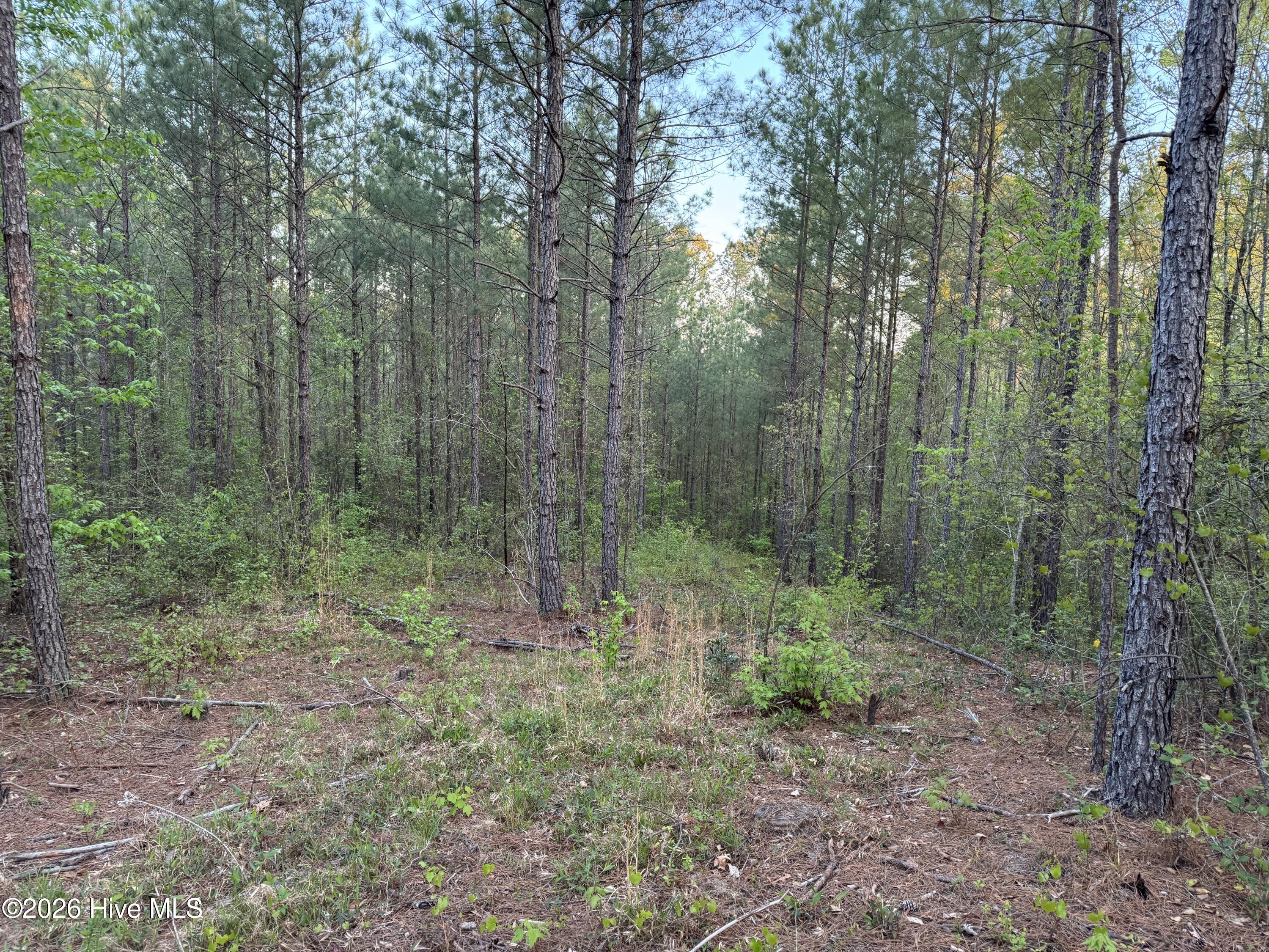 0 Cartledge Creek Road Rockingham, NC 28379 - Photo 29 of 32 Cartledge Creek
