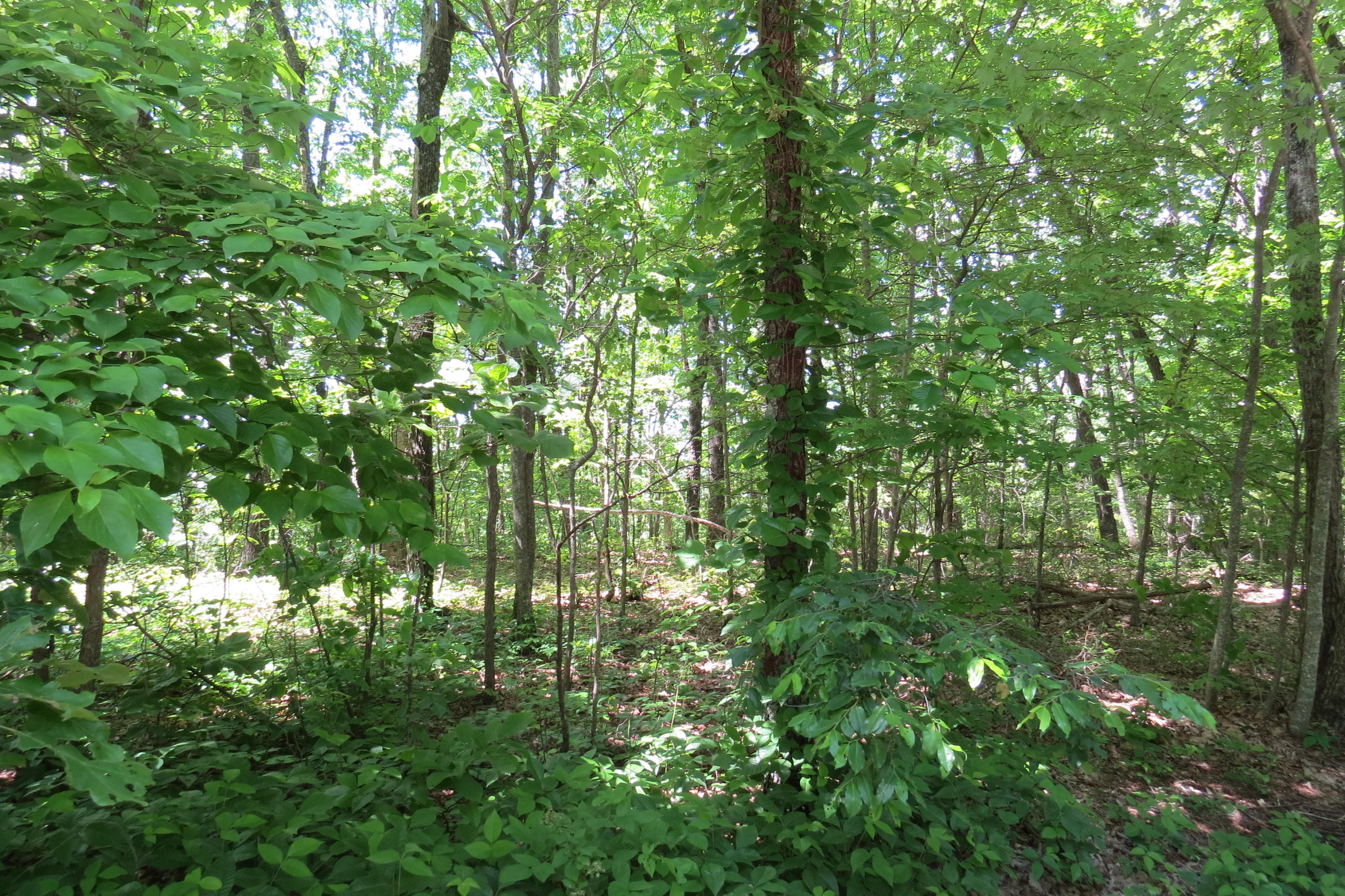 0 Shivas Crest Rising Fawn, GA 30738 - Photo 5 of 9 Lot #55