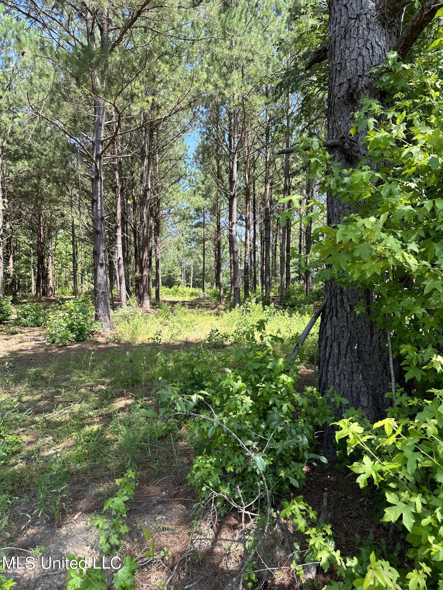 3 Springridge Road Raymond, MS 39154 - Photo 11 of 12 Pines
