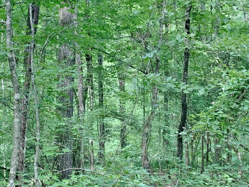 3000 Stonington Road Lorman, MS 39096 - Photo 30 of 38 Photo 30