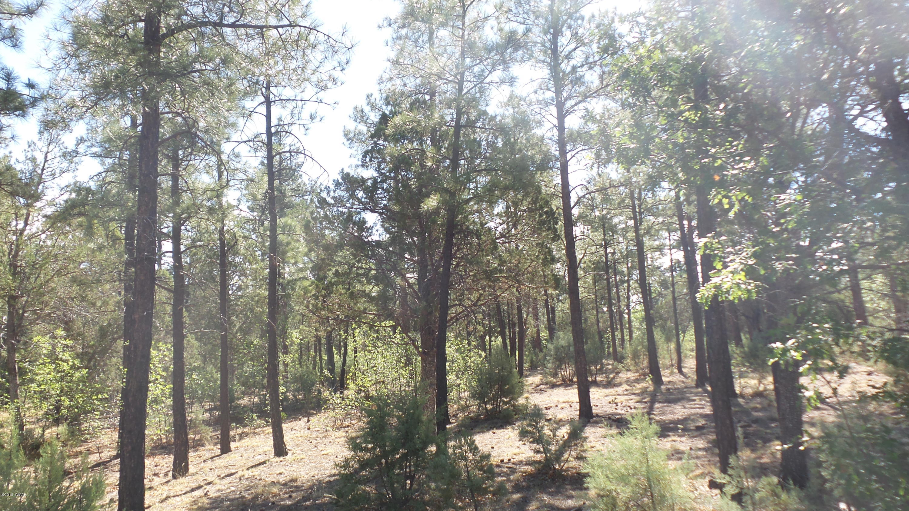 1491 West Falling Leaf Road Show Low, AZ 85901 - Photo 14 of 31 Gallery Image 14