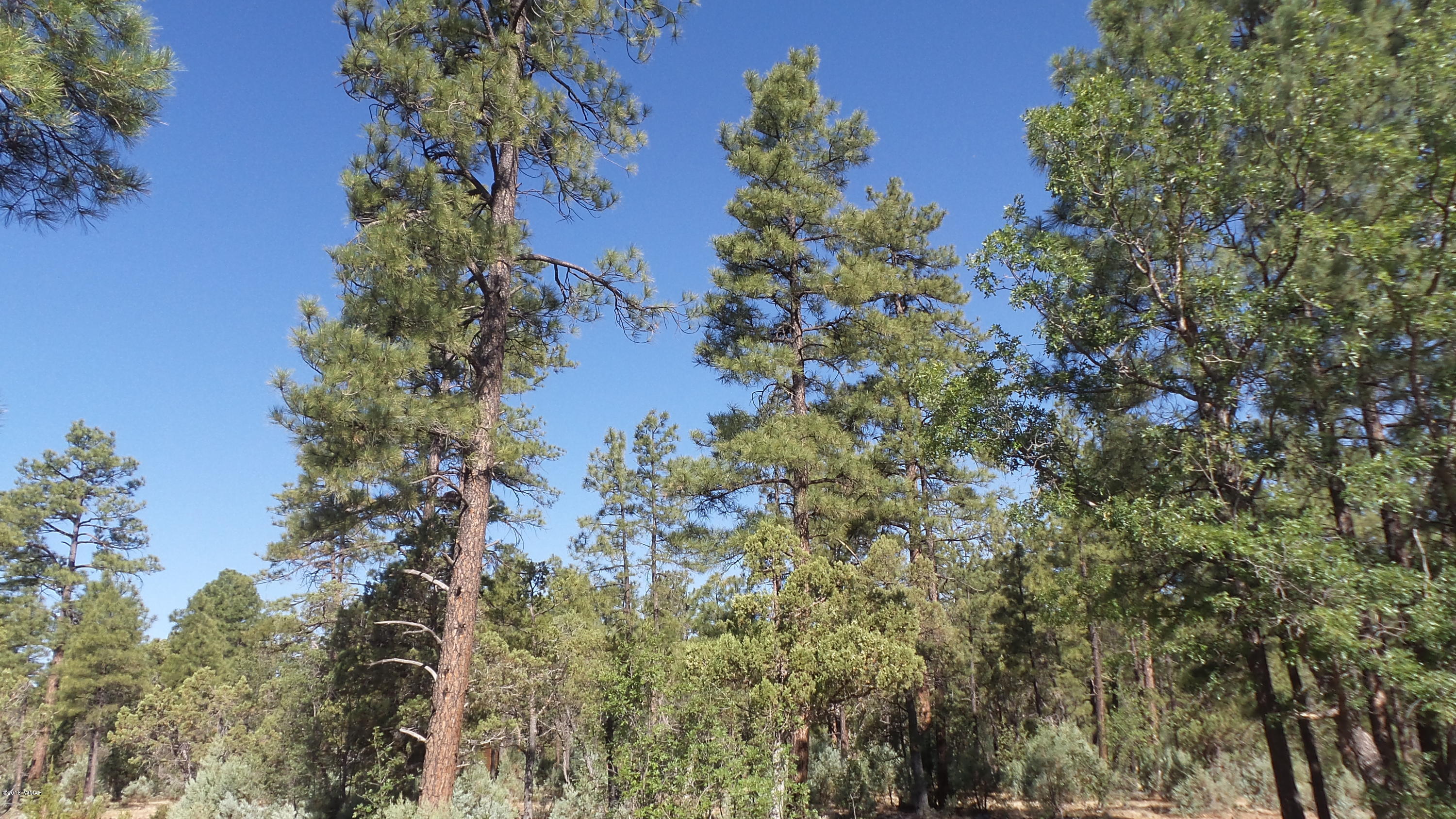 1491 West Falling Leaf Road Show Low, AZ 85901 - Photo 7 of 31 Gallery Image 7