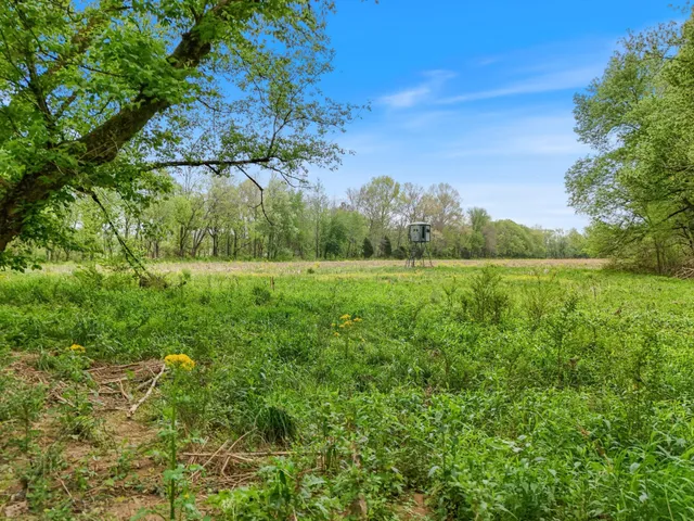 a view of a field with a tree