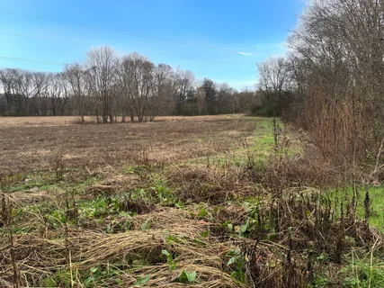 a view of a yard with a tree