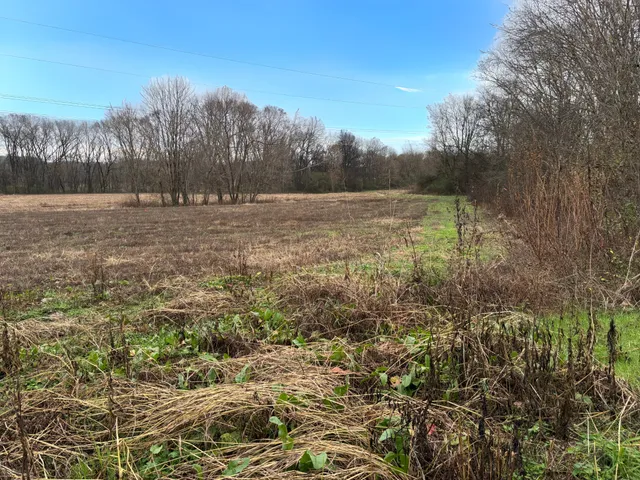 a view of a yard with a tree