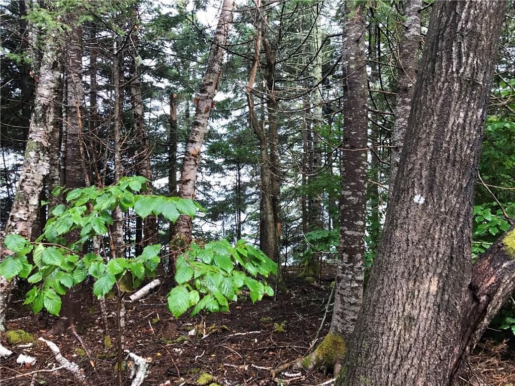 Xx Shore Road Perry, ME 04667 - Photo 35 of 77 A few large hardwoods including red...