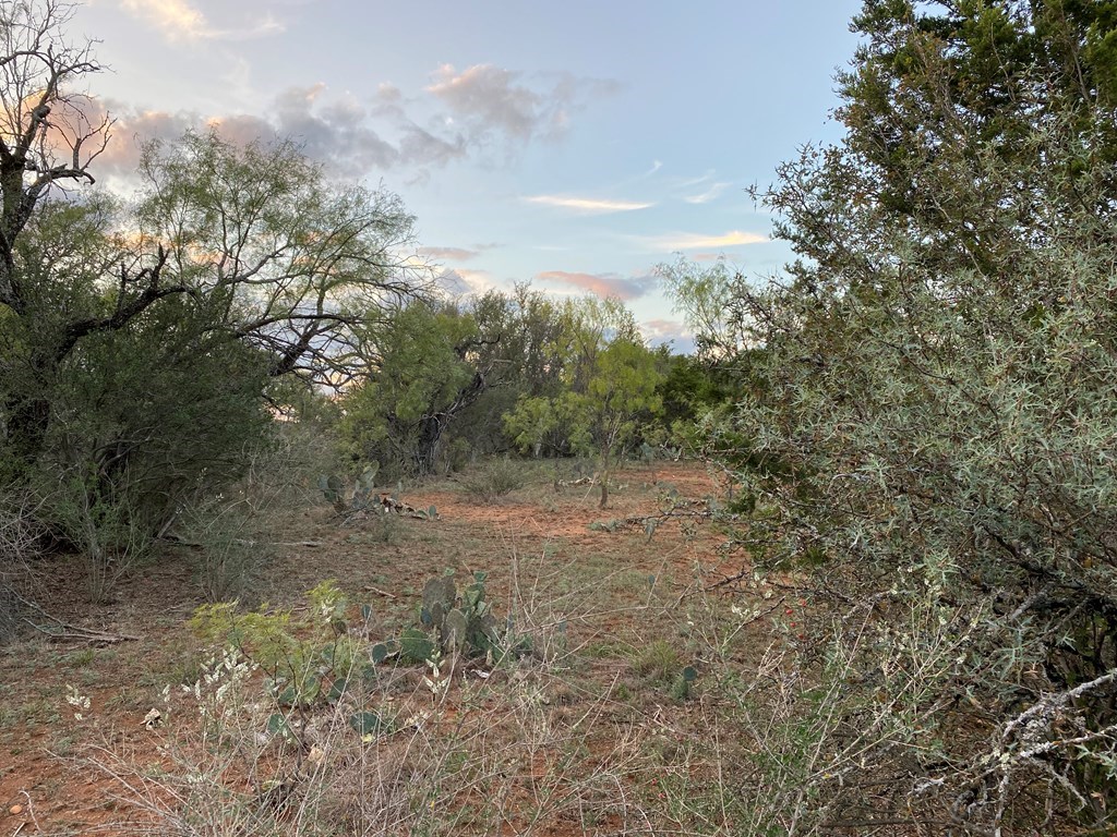 Lot 4 Jack Rabbit Road, Unit 4 Doss, TX 78618 - Photo 4 of 18 a view of a forest with trees in the background