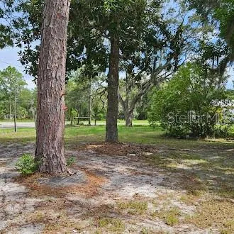 a view of a trees in a park
