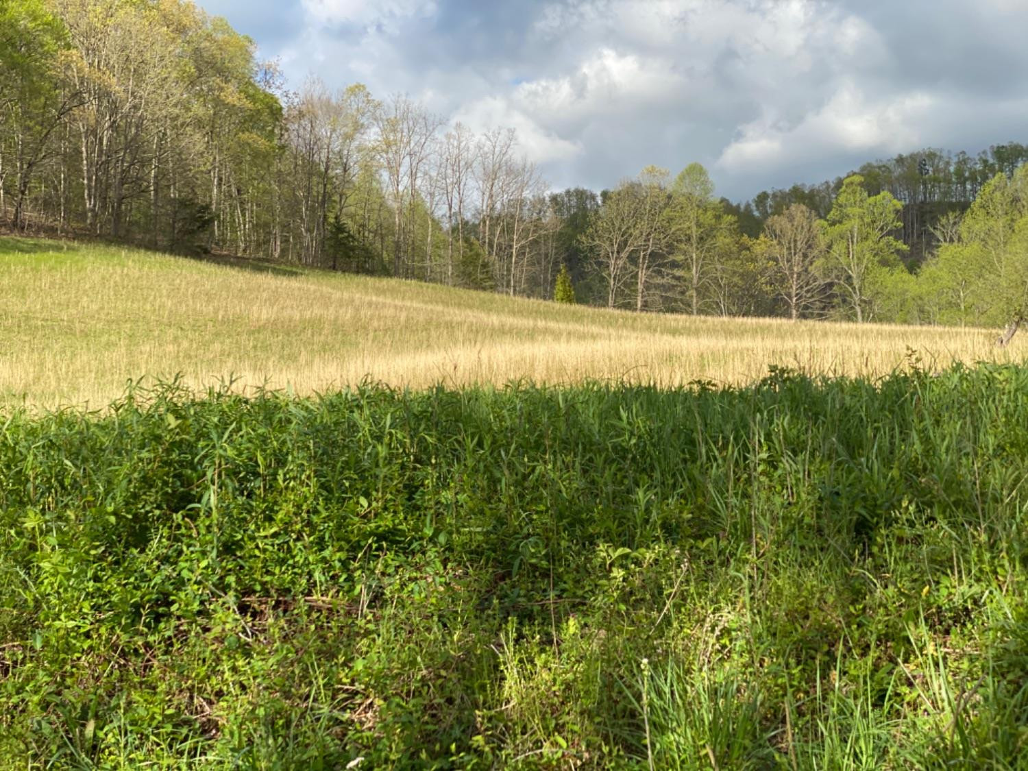 9999 Powell Branch Road Bimble, KY 40915 - Photo 14 of 15 Photo 14