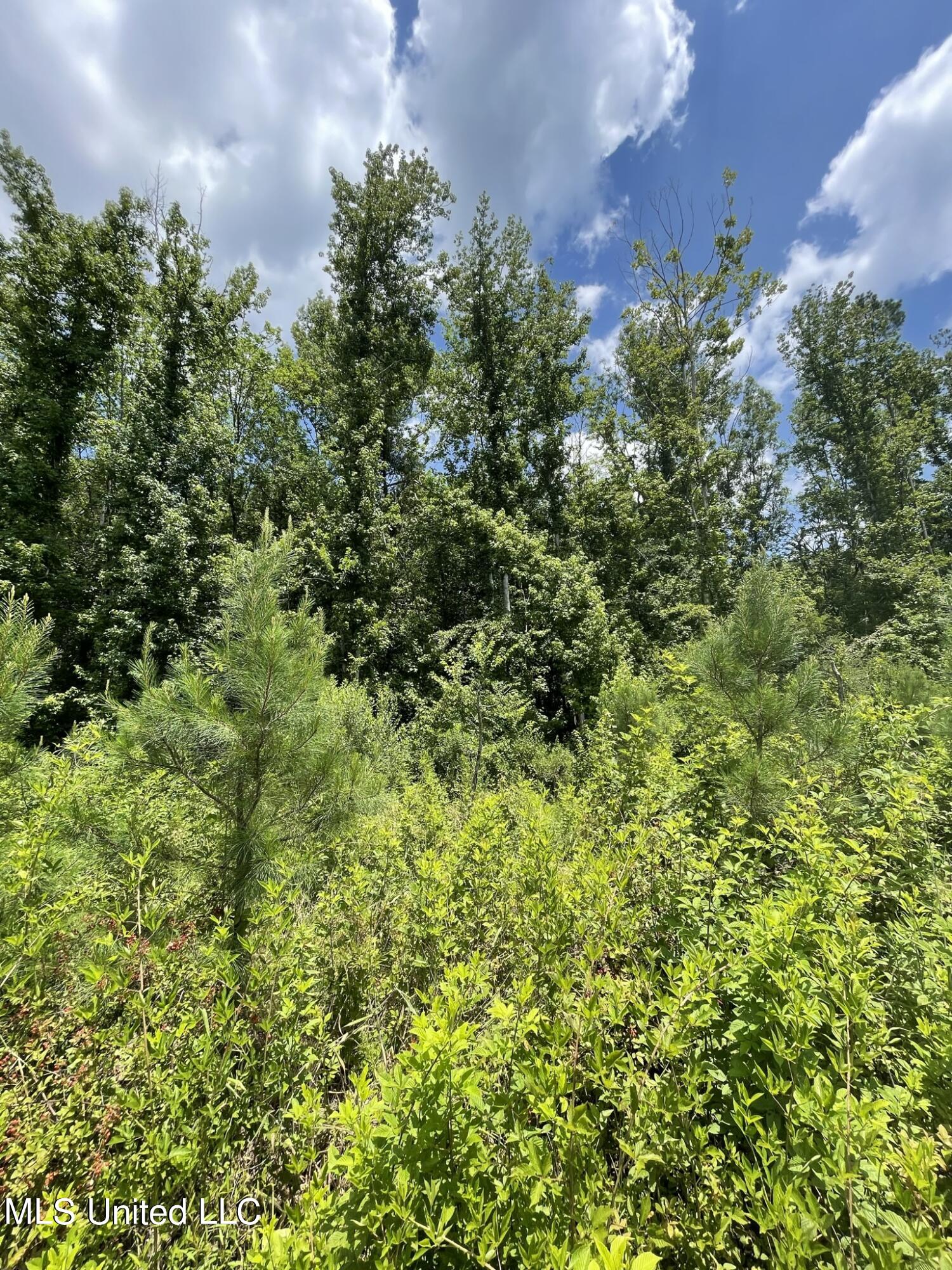 0 Rocky Hill Road Camden, MS 39045 - Photo 1 of 17 3 Yr. Old Pines