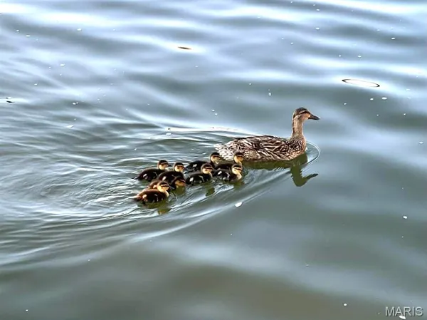 $495,000 | 26541 Lake Shore Road, Lebanon, MO 65536