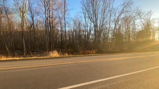 a view of a yard with large trees