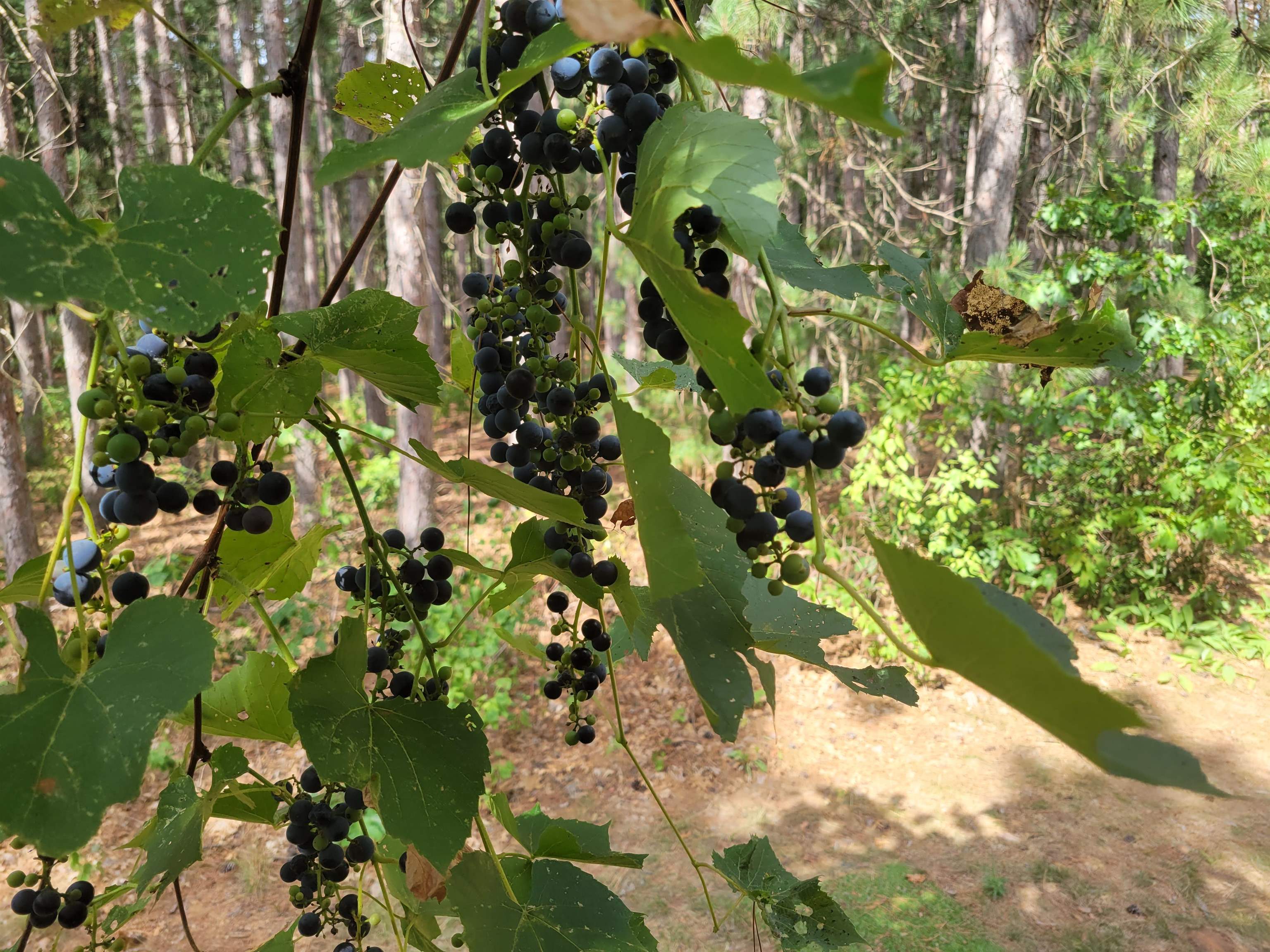 N10596 Lakeside Court Necedah, WI 54646 - Photo 32 of 71