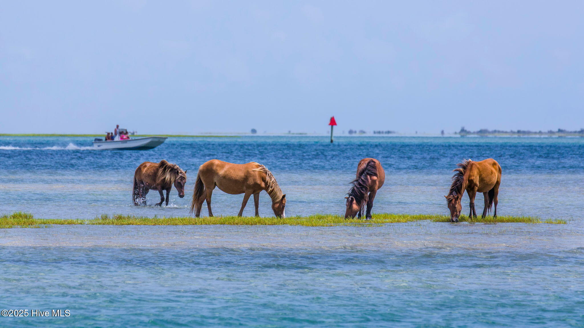 0 Straits Cut-Off Road Beaufort, NC 28516 - Photo 16 of 19 Wild Horses on Shak