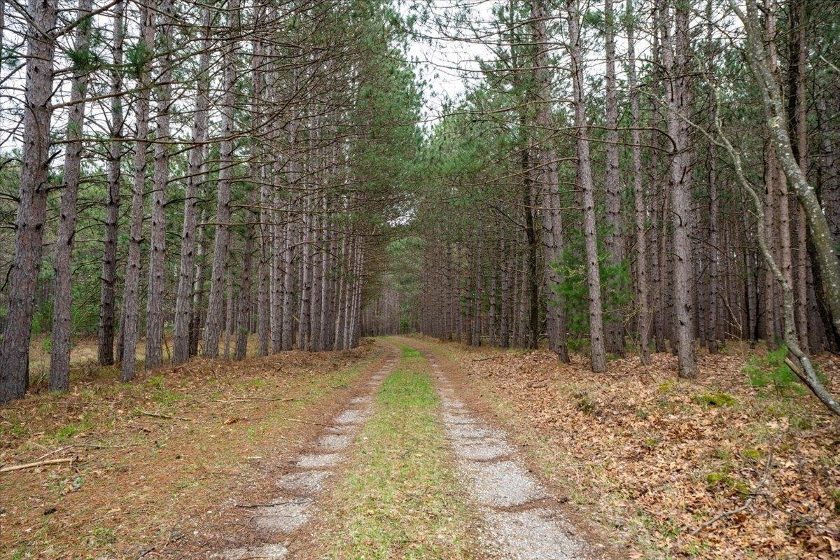 7734 West Partlo Road Whittemore, MI 48770 - Photo 8 of 45