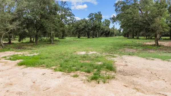 a view of a tree in a park