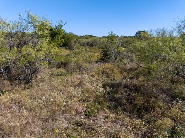 a view of a forest with a tree in the background