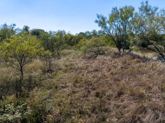 a view of a forest with trees in the background