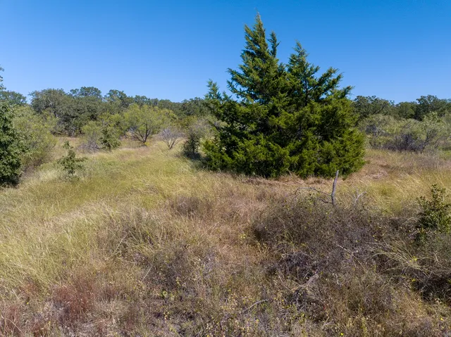 a view of a yard with a tree