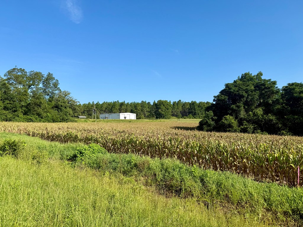 17.57-acres Red Oak Road Florala, AL 36442 - Photo 6 of 11