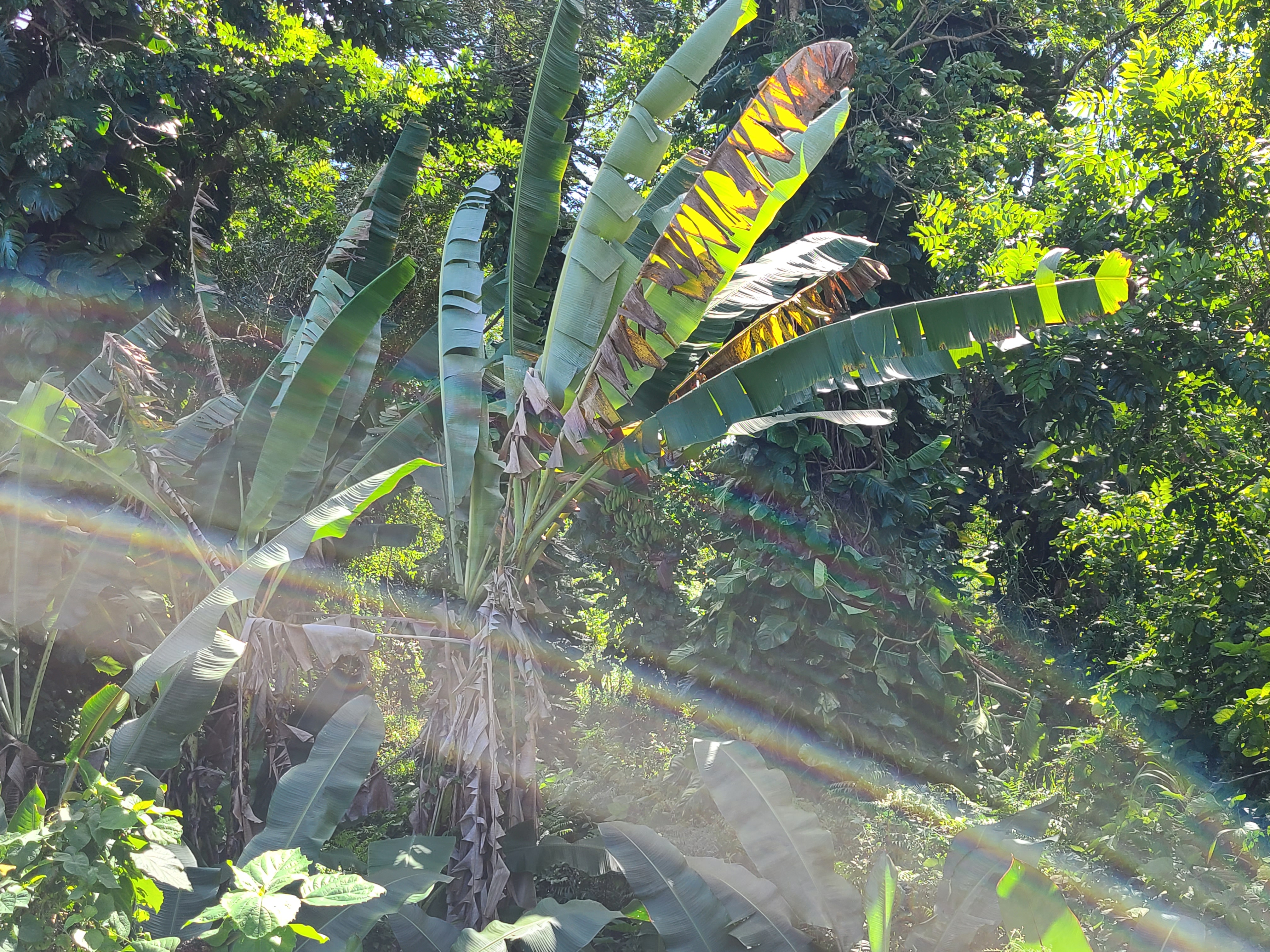 3 Lot Hilo, HI 96720 - Photo 15 of 20 a view of a tree with a plant