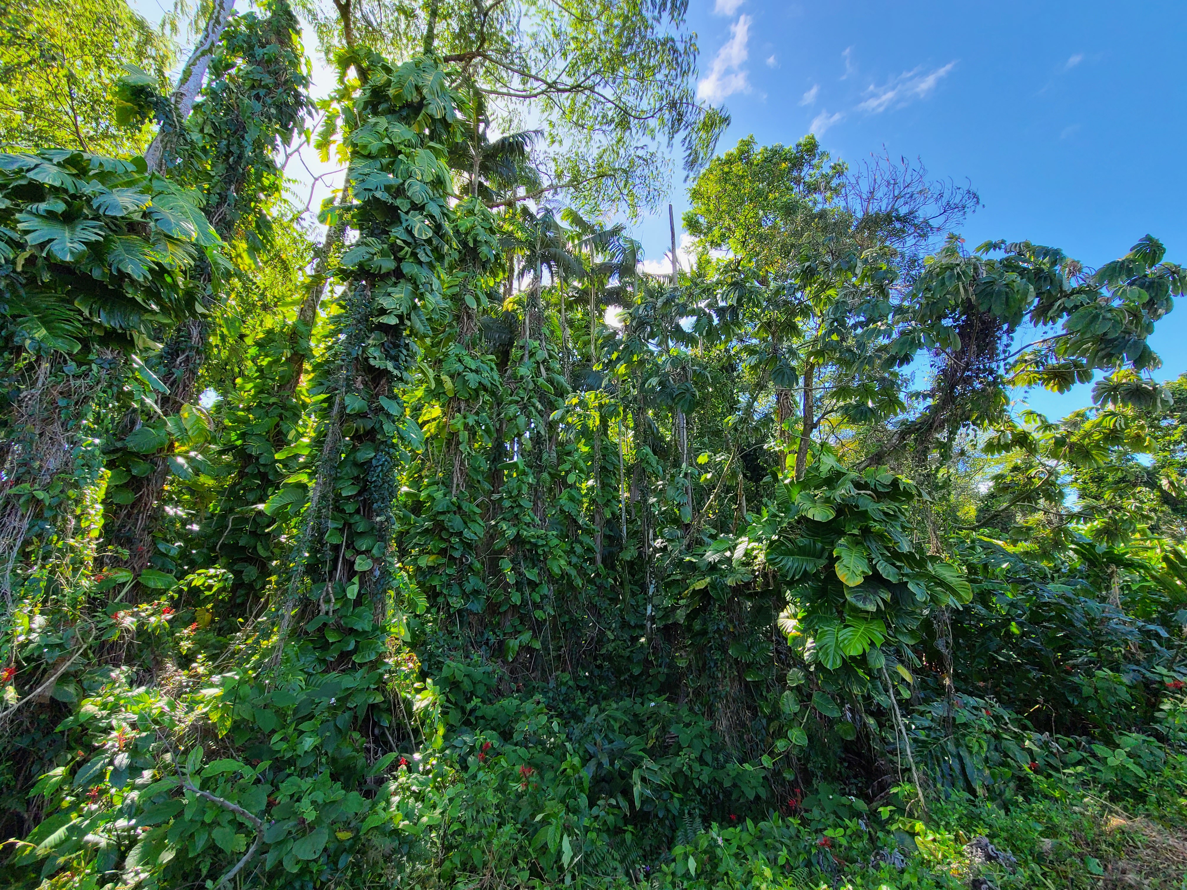 3 Lot Hilo, HI 96720 - Photo 16 of 20 a view of a plant