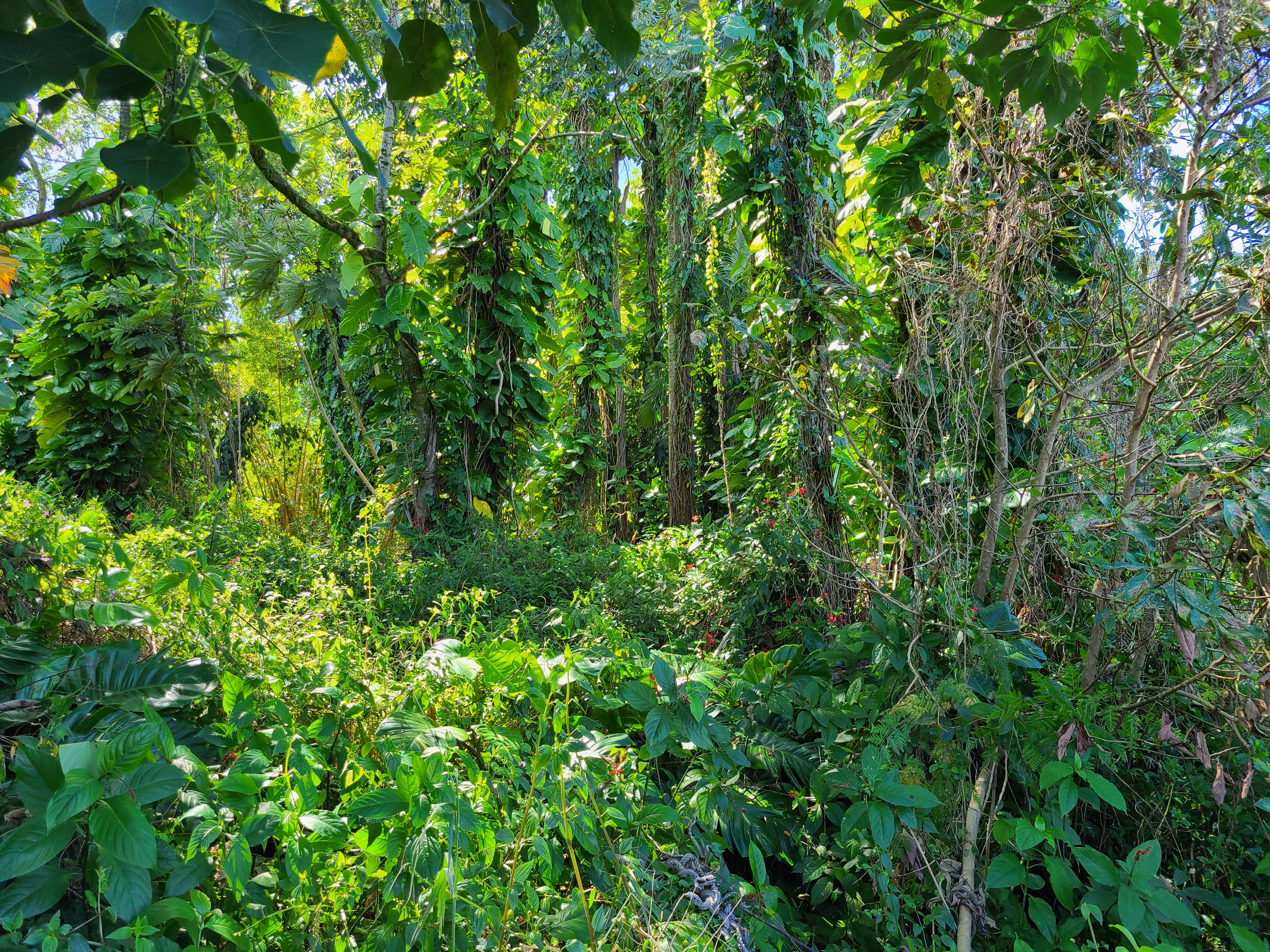 3 Lot Hilo, HI 96720 - Photo 19 of 20 a view of a lush green forest