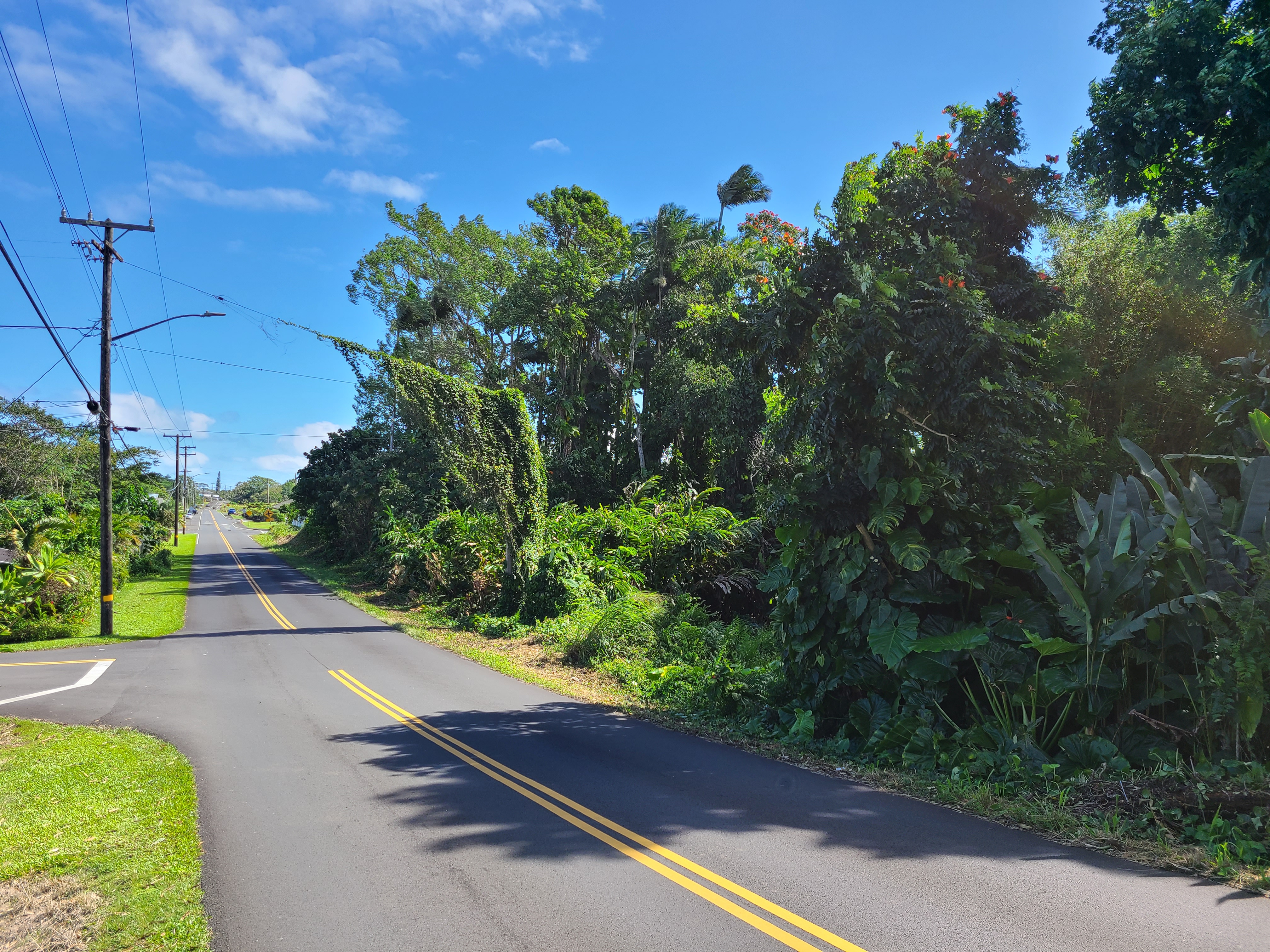 3 Lot Hilo, HI 96720 - Photo 4 of 20 a view of a garden with plants