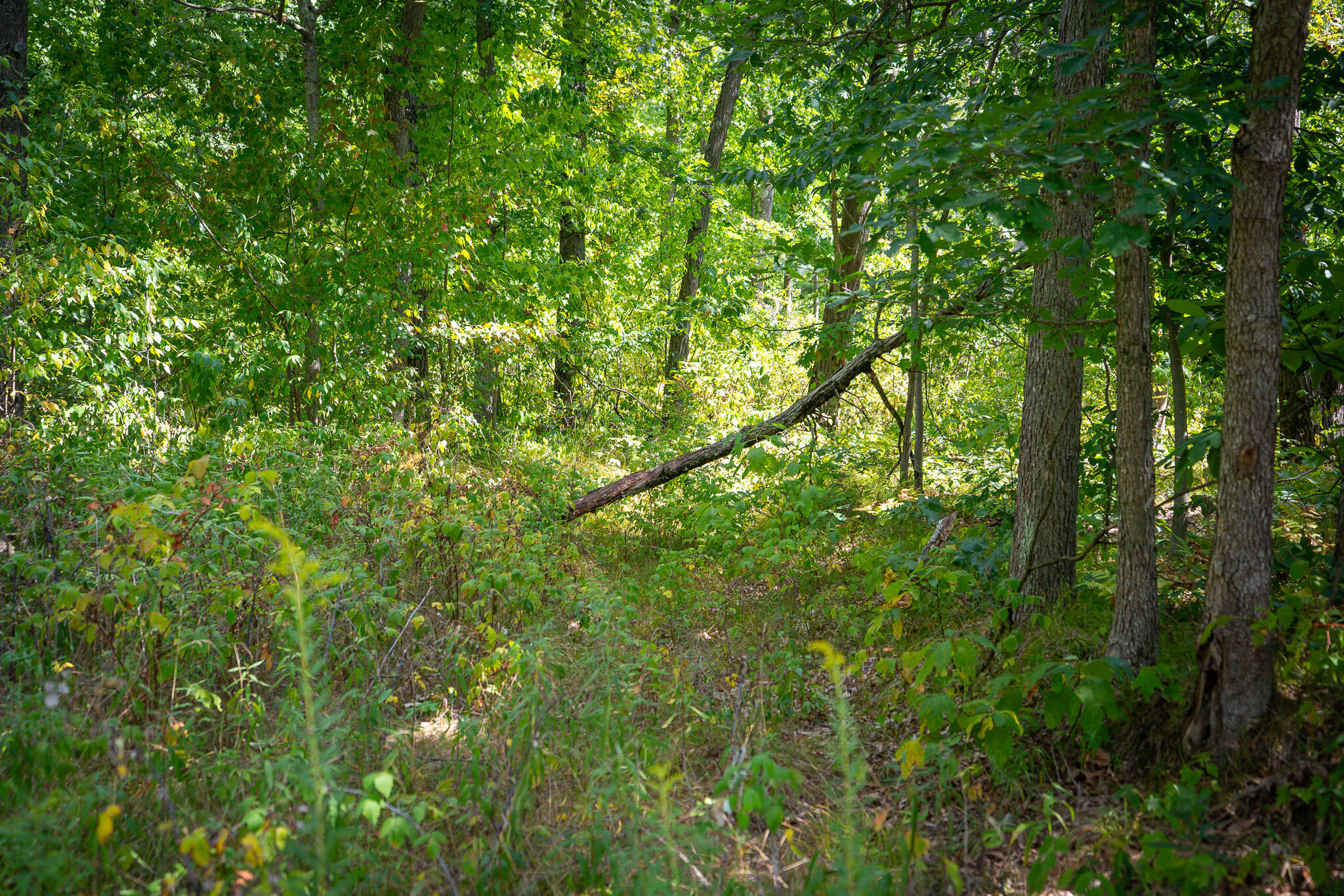V/l Cleveland Road Hesperia, MI 49421 - Photo 10 of 19 DSC07112