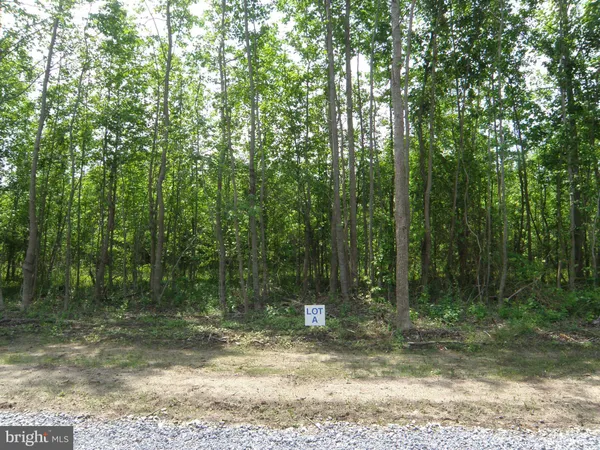 a view of a forest