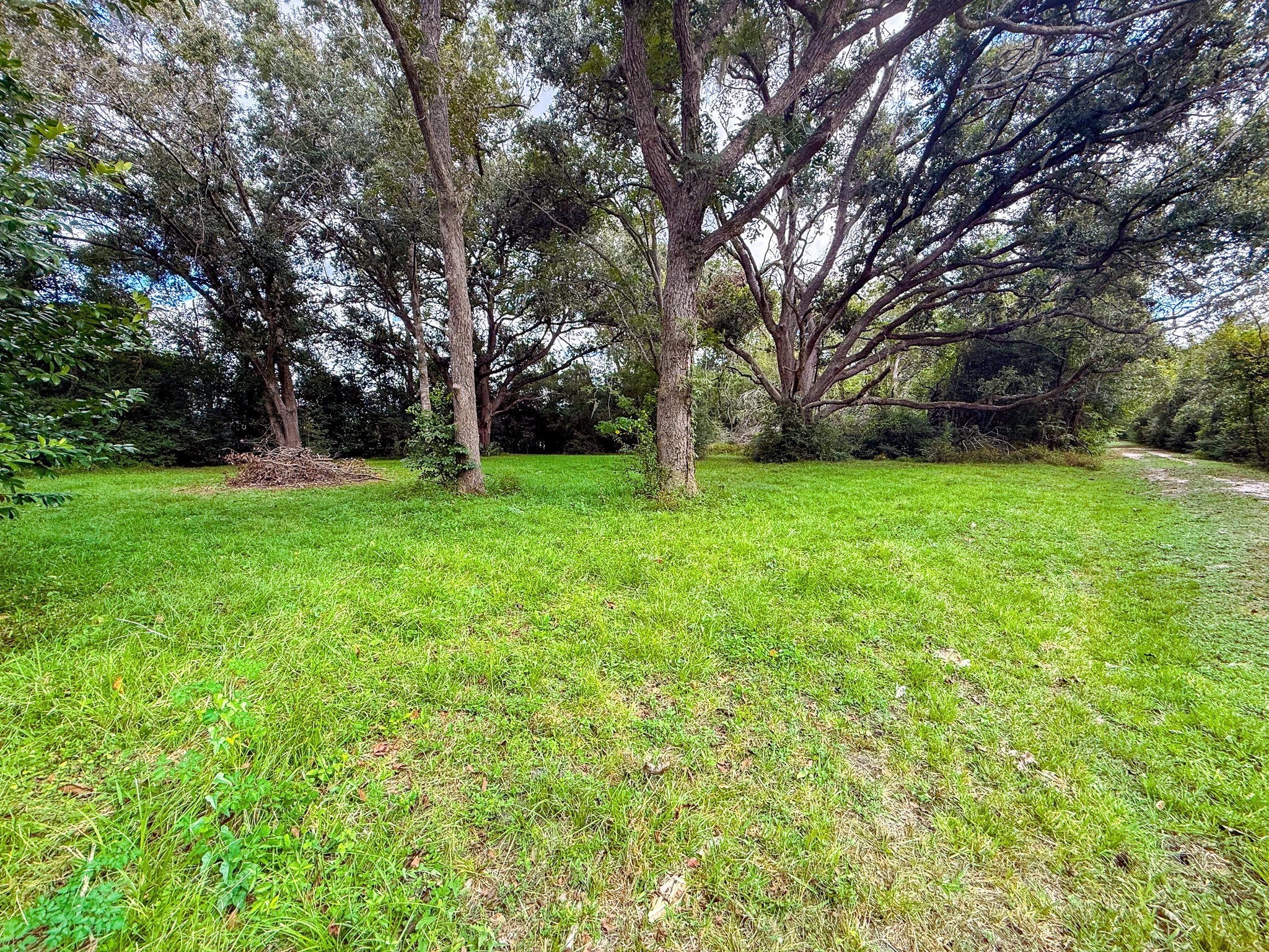 3504 FM 522 Road Brazoria, TX 77422 - Photo 34 of 40 a view of a big yard with large trees