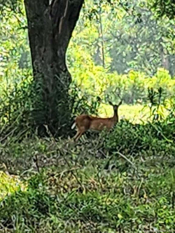 0 Bazile Daigle Road Lake Charles, LA 70607 - Photo 4 of 6