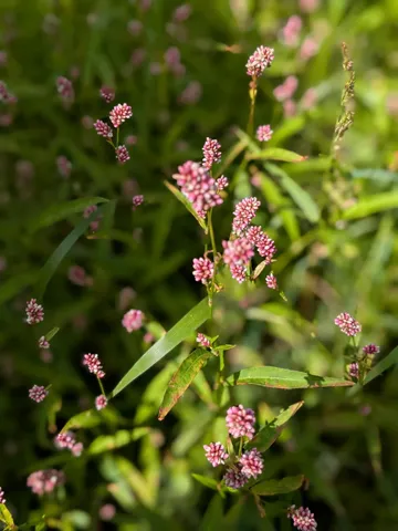 $659,000 | 27196 Co Highway 21, Detroit Lakes, MN 56501