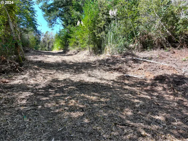 a view of a dry yard with trees
