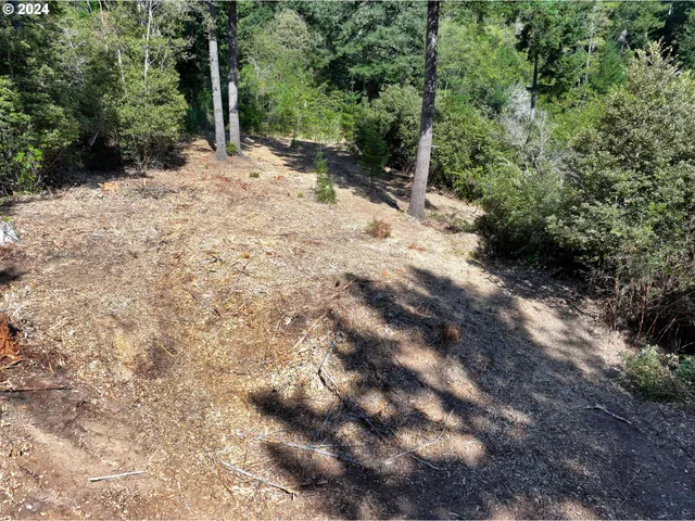a view of a forest with trees