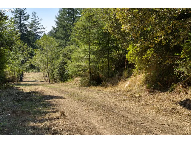 a view of a yard with trees