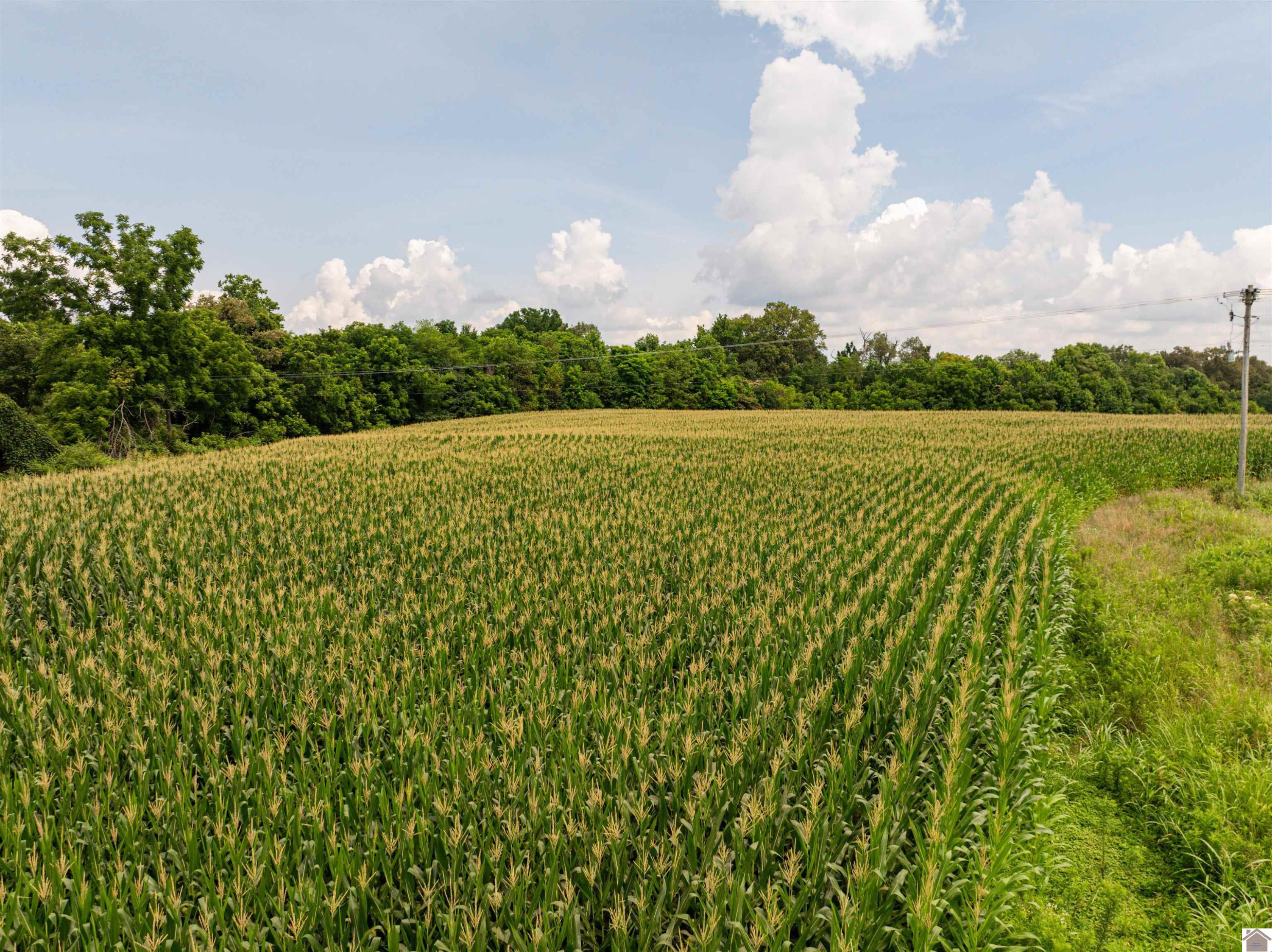 0 Boyd Road Wingo, KY 42088 - Photo 12 of 13 Photo 12