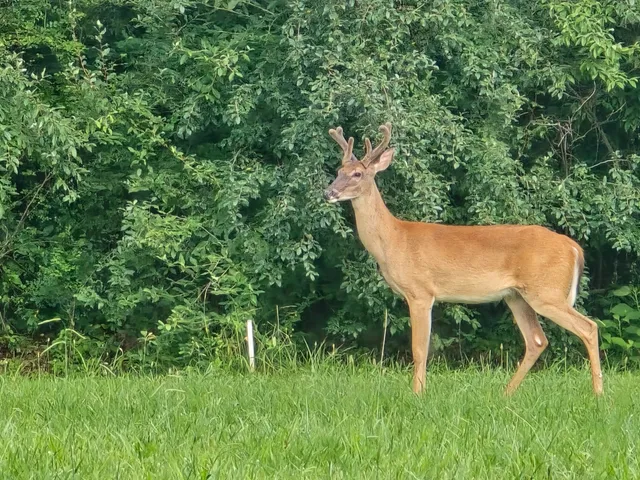 $749,000 | 14186 Booker T Washington Highway, Moneta, VA 24121