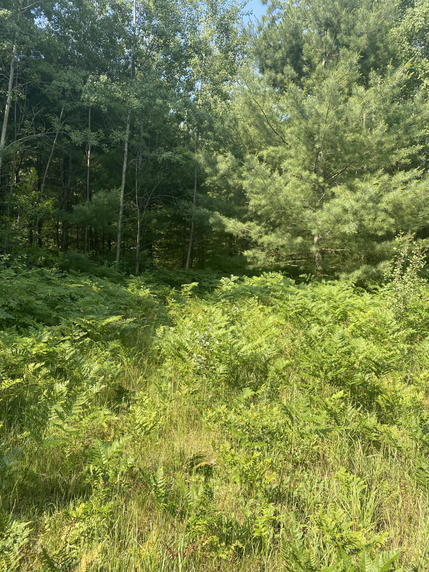 3210 South 39 Road Cadillac, MI 49601 - Photo 8 of 55 Land