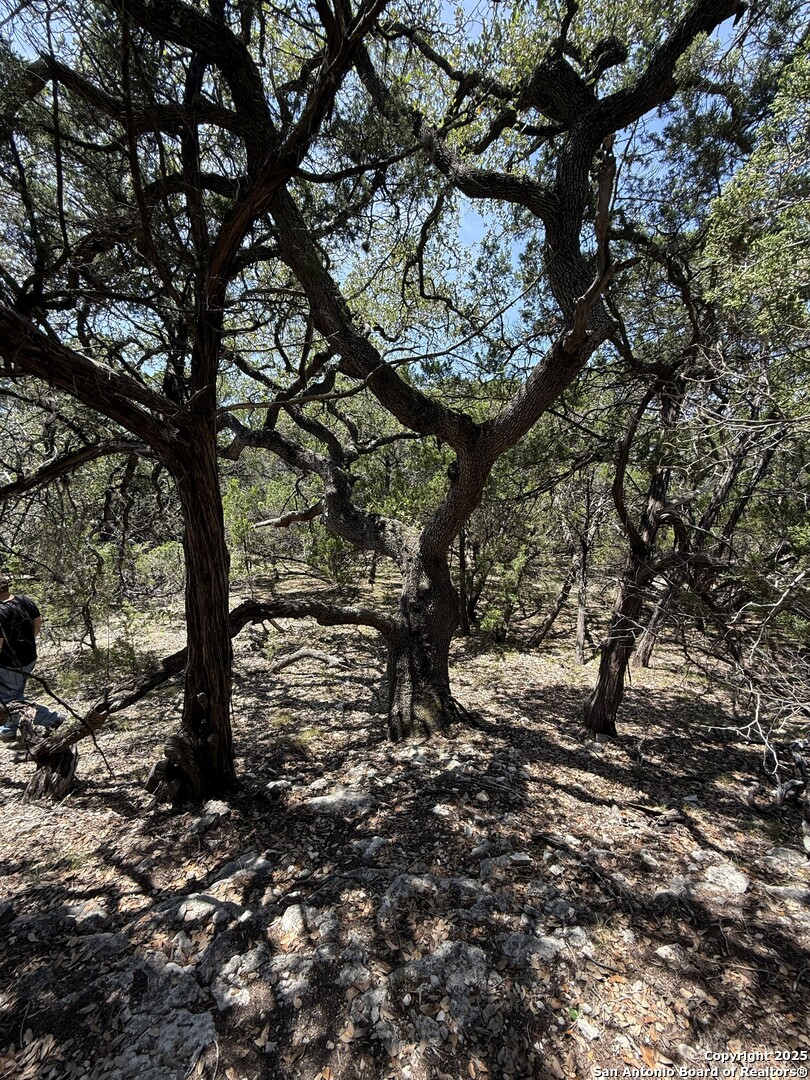 26709 Turkey Run Boerne, TX 78006 - Photo 8 of 8 a view of tree