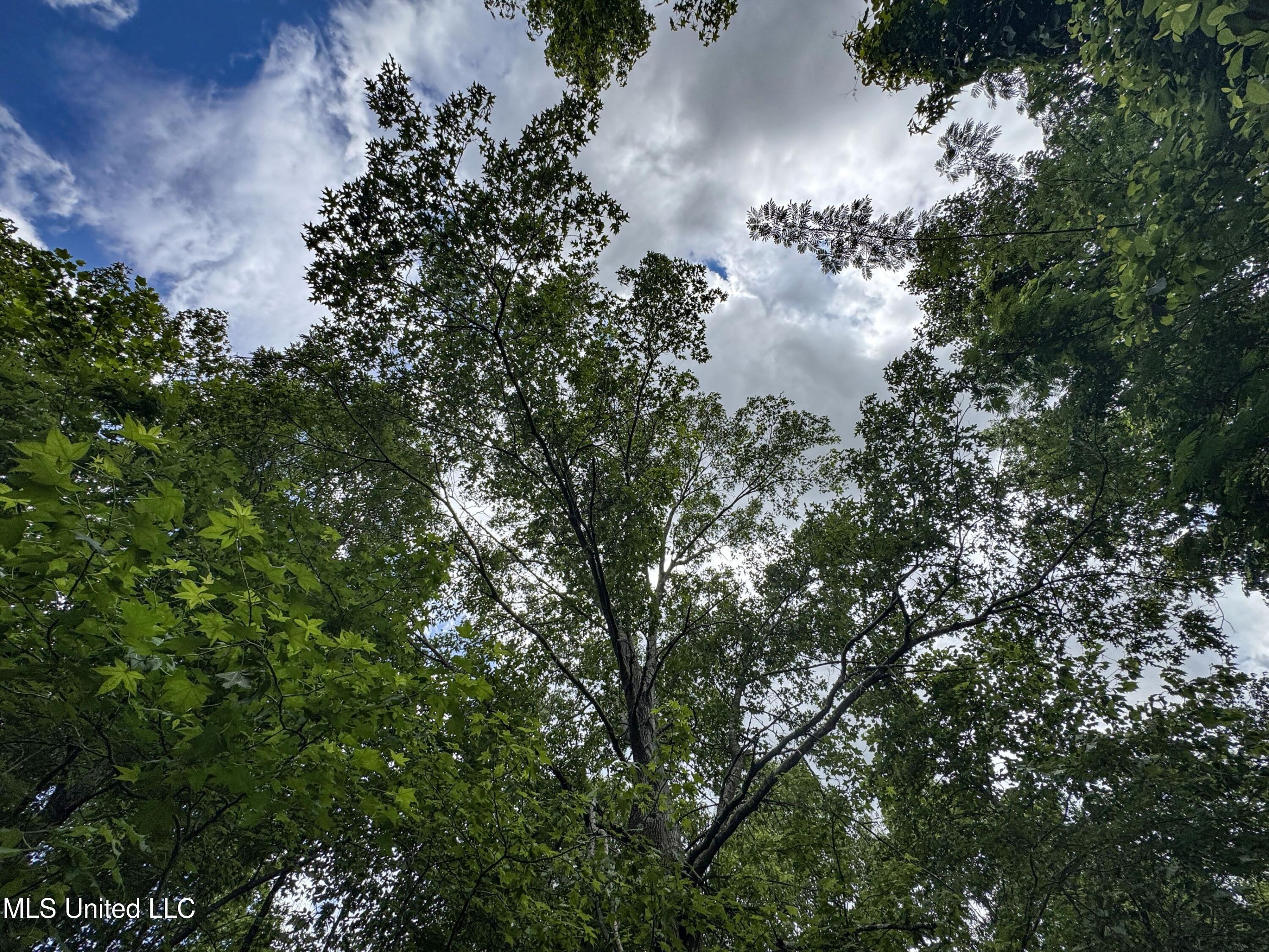 Jacinto Road Booneville, MS 38829 - Photo 59 of 59 1.1prtss15