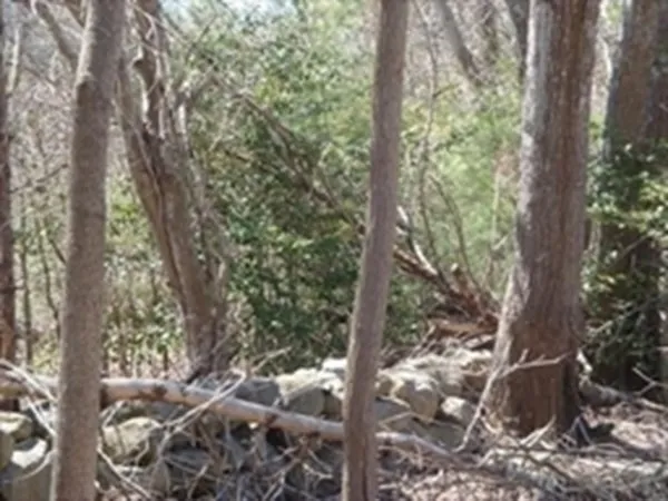 a view of a forest filled with trees