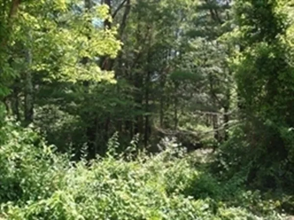 a view of a lush green forest