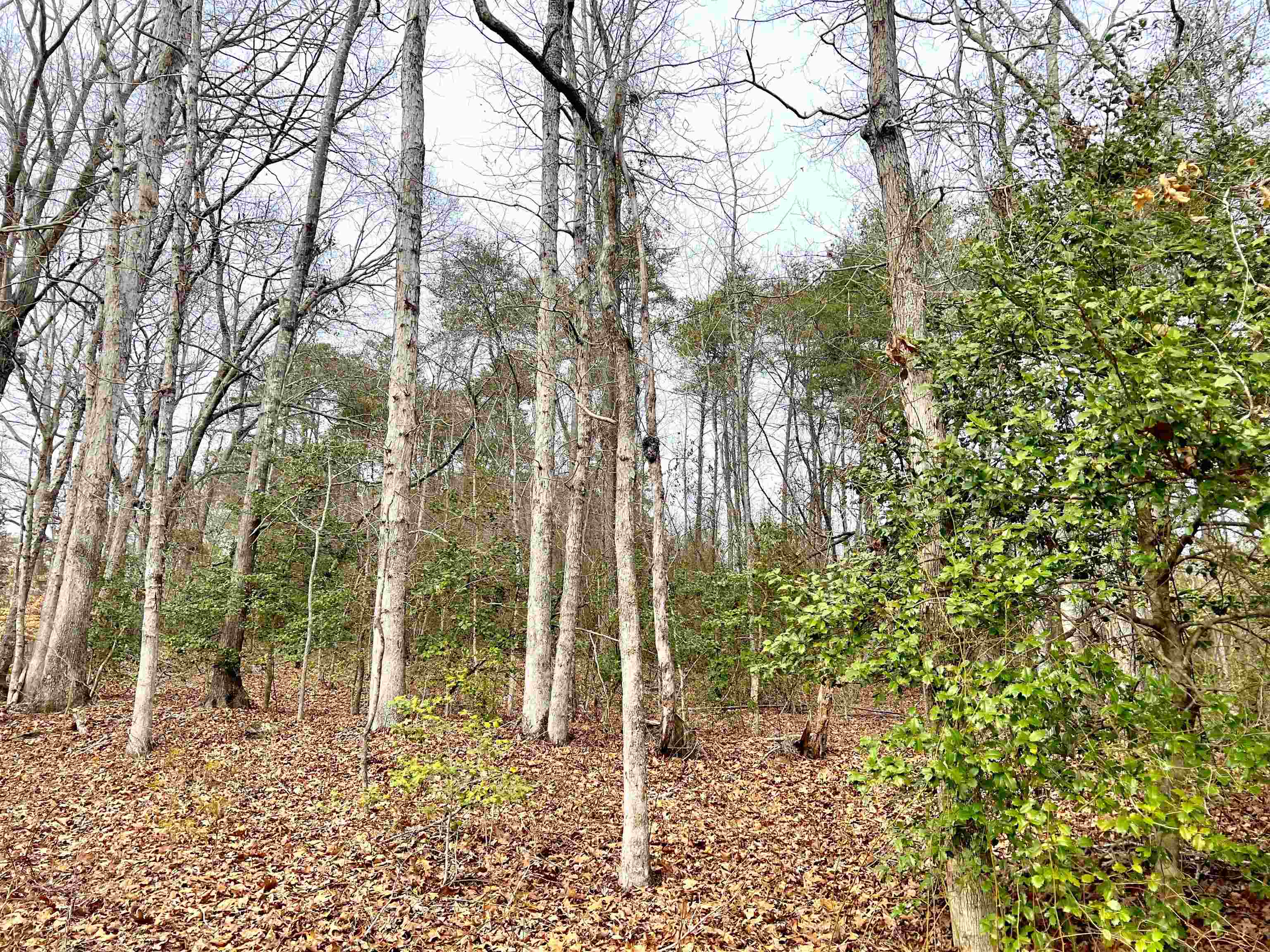 131 Timberlake Drive Inman, SC 29349 - Photo 10 of 20