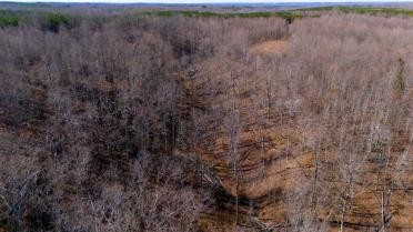 0 Whiteoak Road Stewart, TN 37175 - Photo 20 of 28 a view of a dry yard
