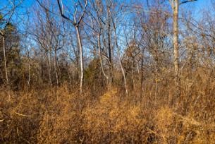 0 Whiteoak Road Stewart, TN 37175 - Photo 4 of 28 a close up of a tree