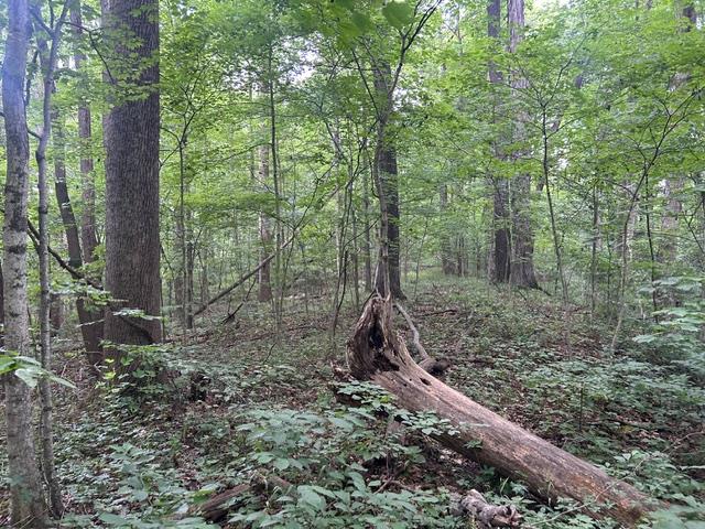 24229 Sanes Creek Road Laurel, IN 47024 - Photo 21 of 54