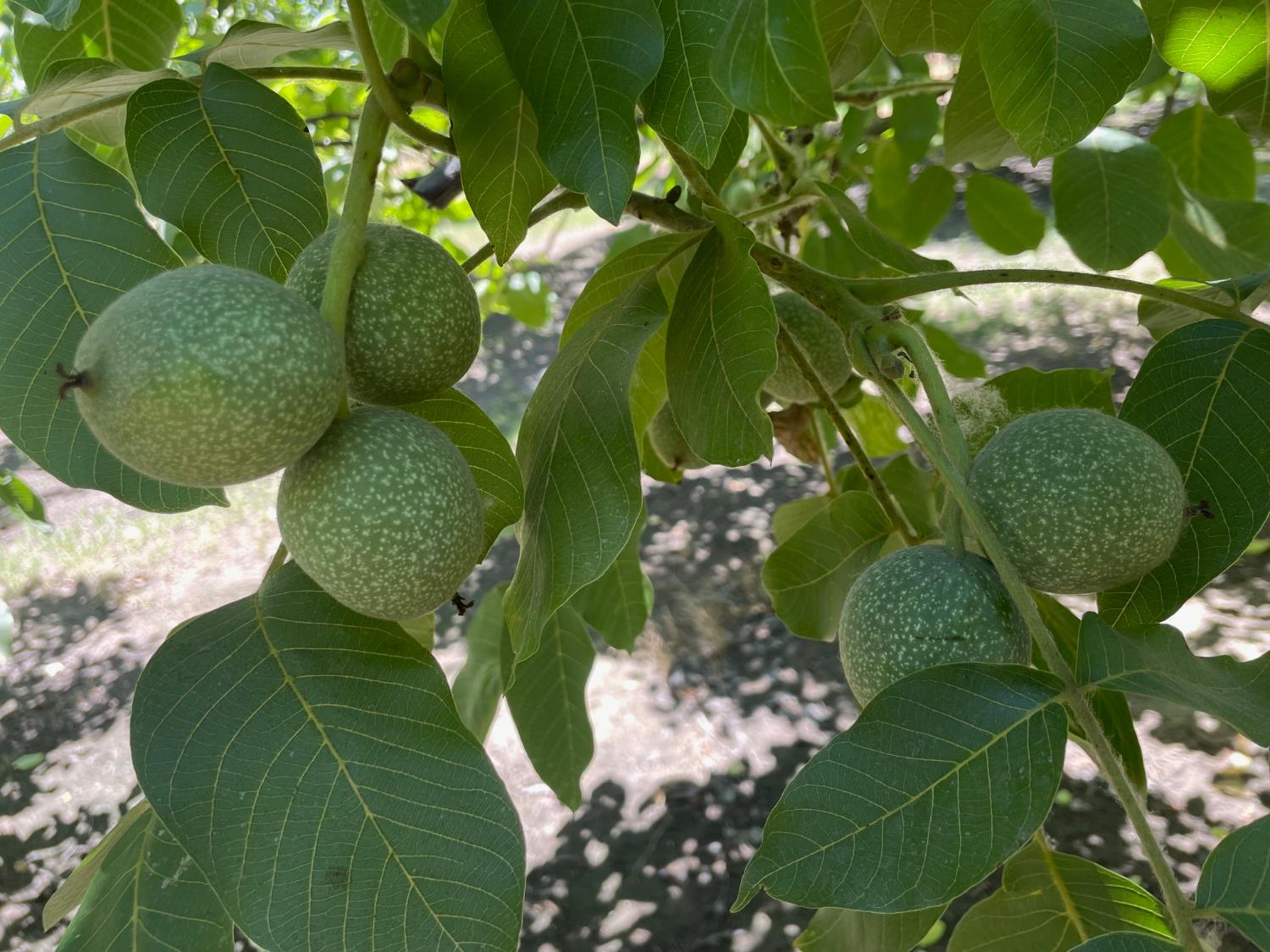 0 Webster Road Oakdale, CA 95361 - Photo 3 of 4 a green field with lots of flowers