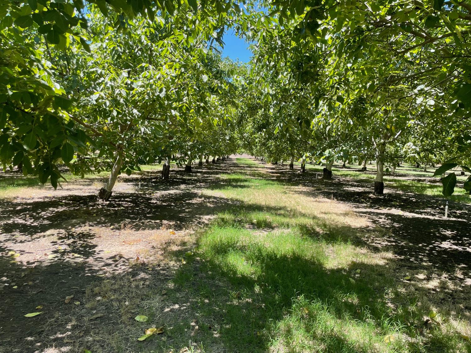 0 Webster Road Oakdale, CA 95361 - Photo 4 of 4 a view of outdoor space and yard